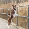 dog on a leash on the bridge