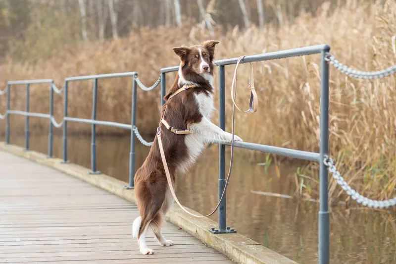 dog on a leash on the bridge