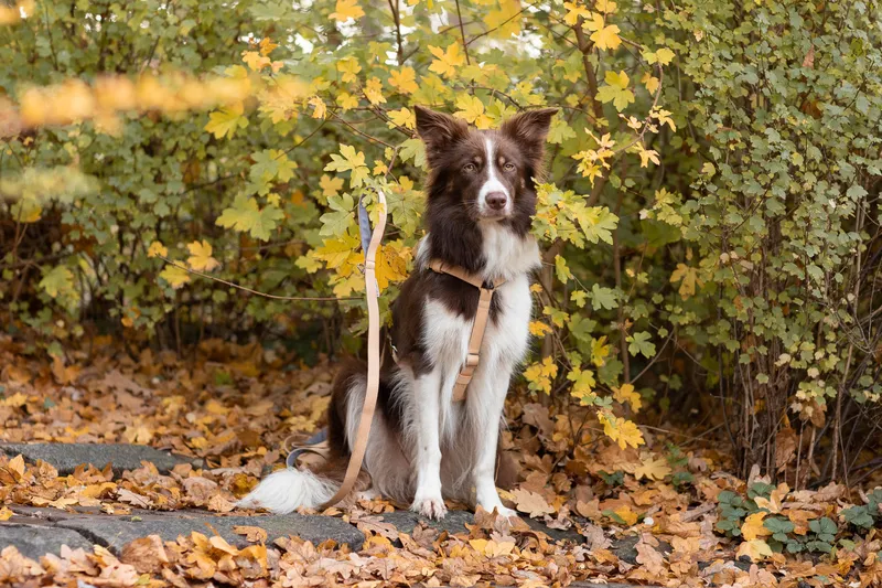 dog on a leash in the park