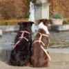 two dogs on a leash in the park