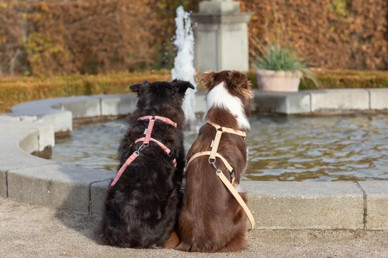 two dogs on a leash in the park