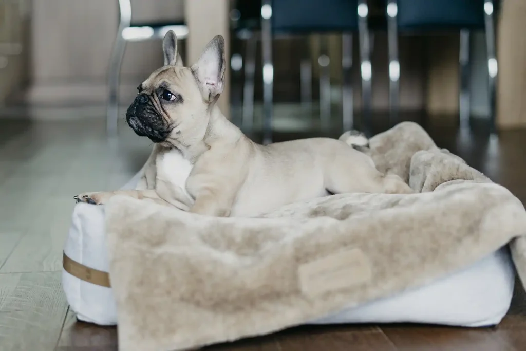 dog in a dog bed with a blanket