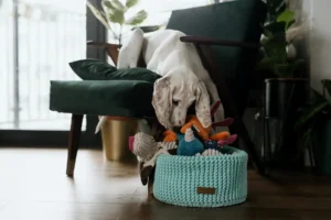 dog in the chair choosing a dog toy in the dog toy basket