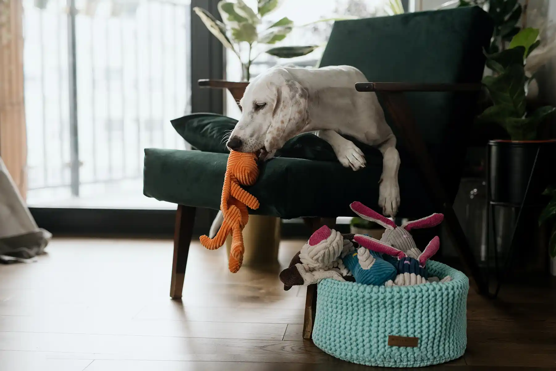 dog in the chair with a dog toy in the mouth