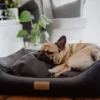 dog sleeping in a graphite bed