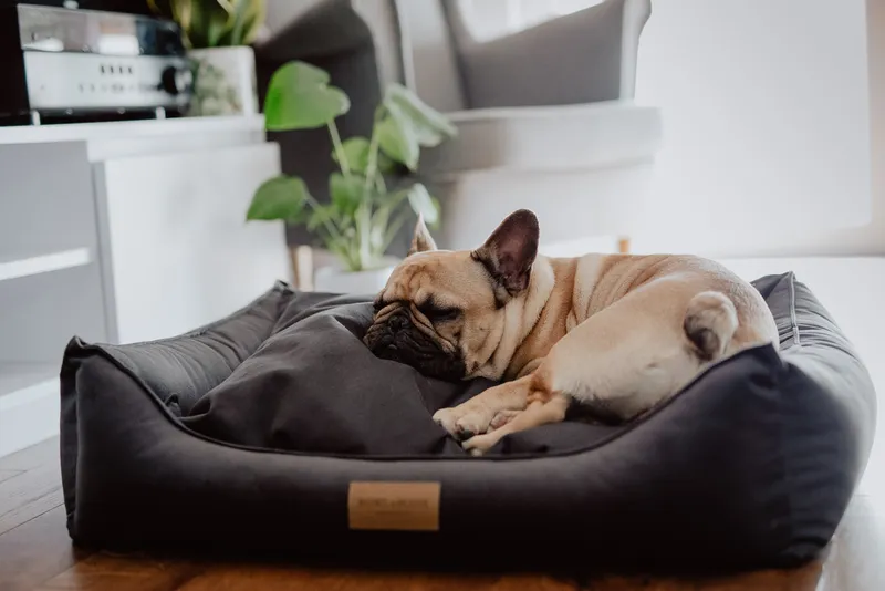 dog sleeping in a graphite bed