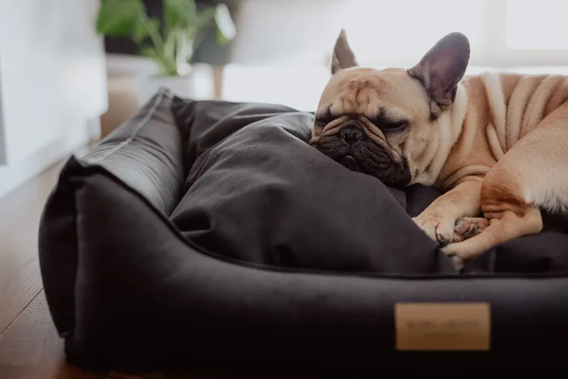 a dog sleeping in the graphite dog bed