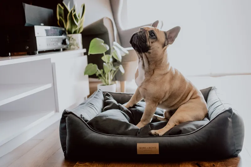 a dog on the graphite dog bed