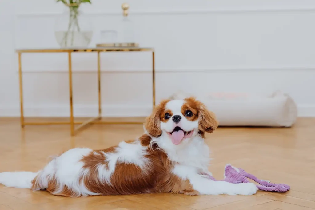 a small dog with a lilly dog toy