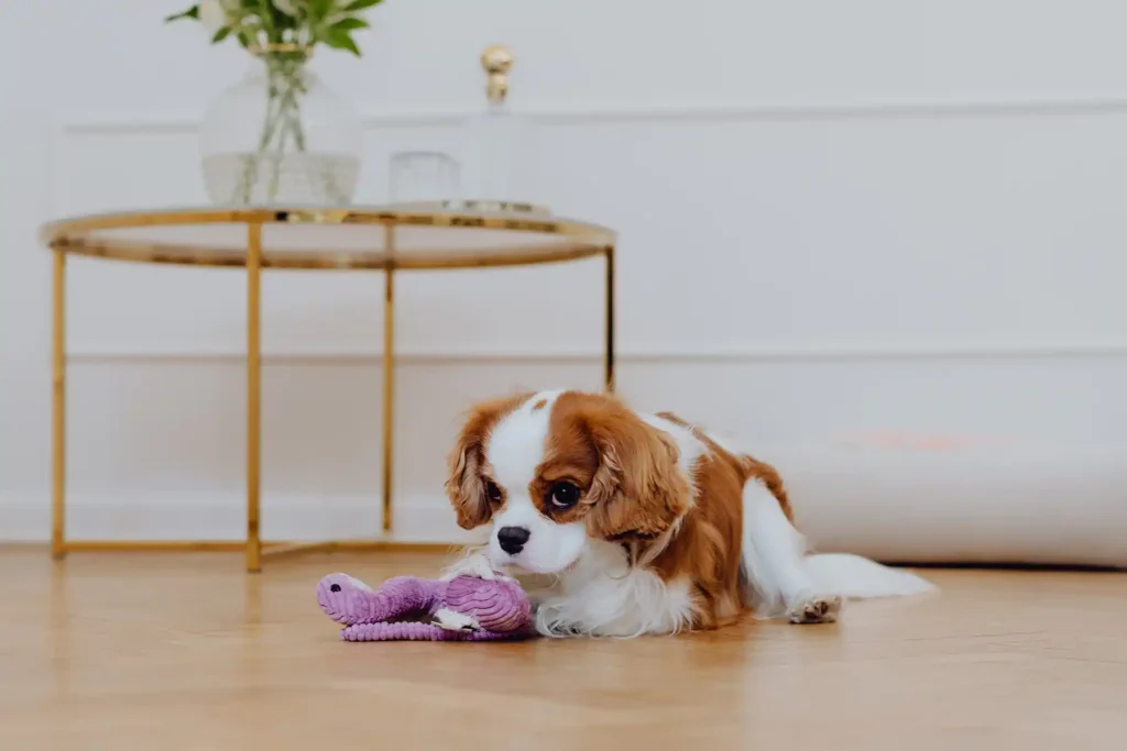 a small dog with a lilly dog toy