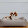 a small dog on the cream dog bed