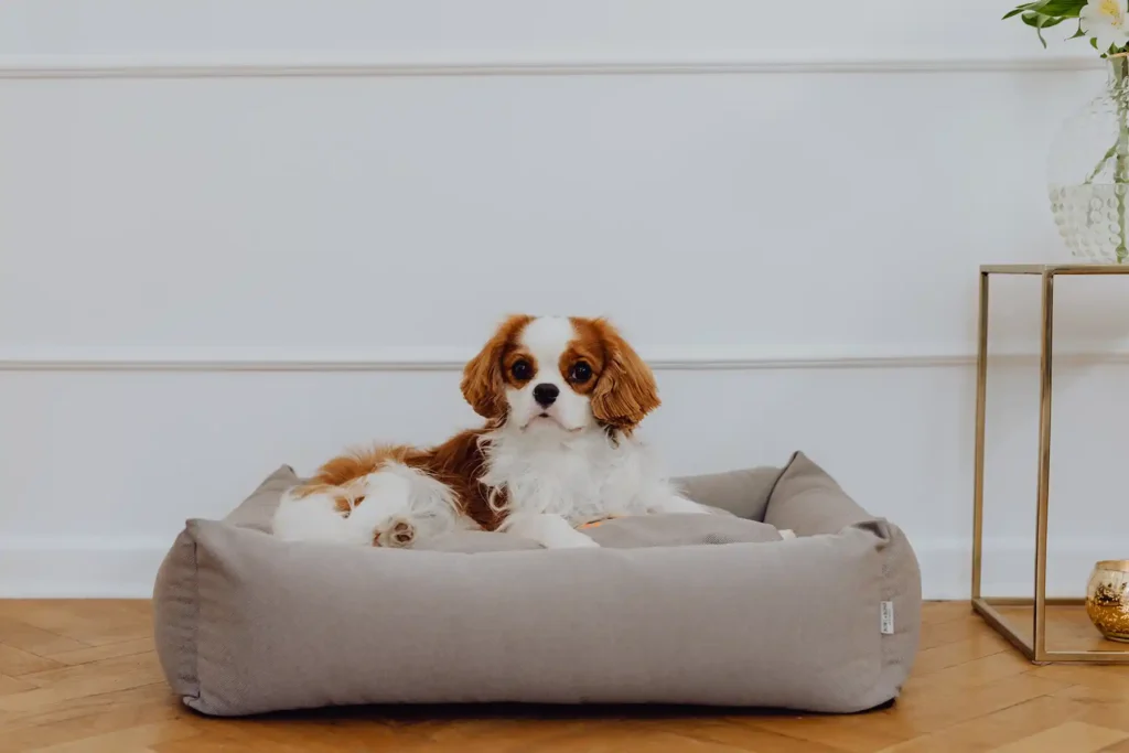 a small dog on the cream dog bed