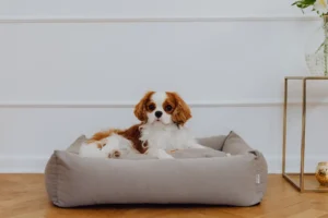 a small dog on the cream dog bed