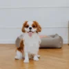 a small dog stands by the cream dog bed