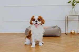 a small dog stands by the cream dog bed