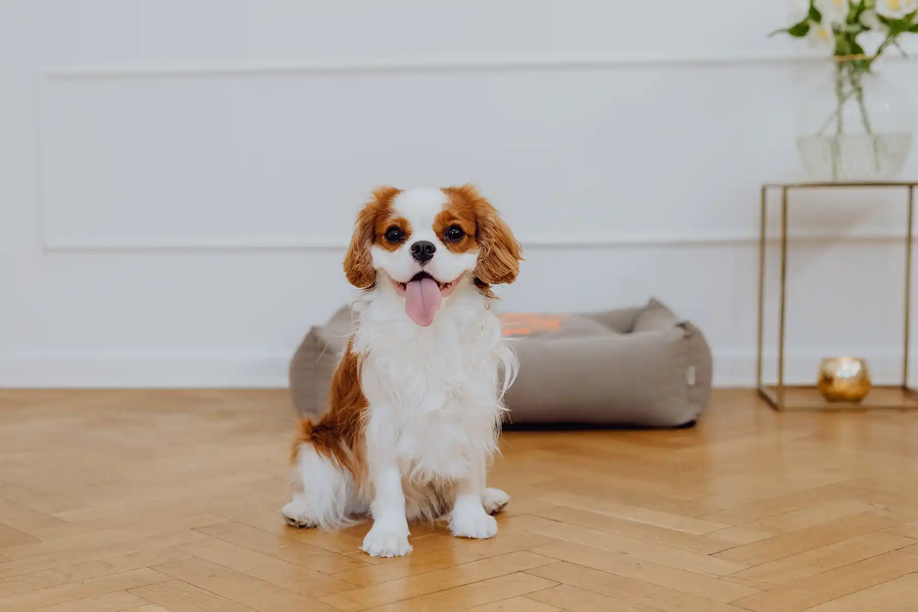 a small dog stands by the cream dog bed