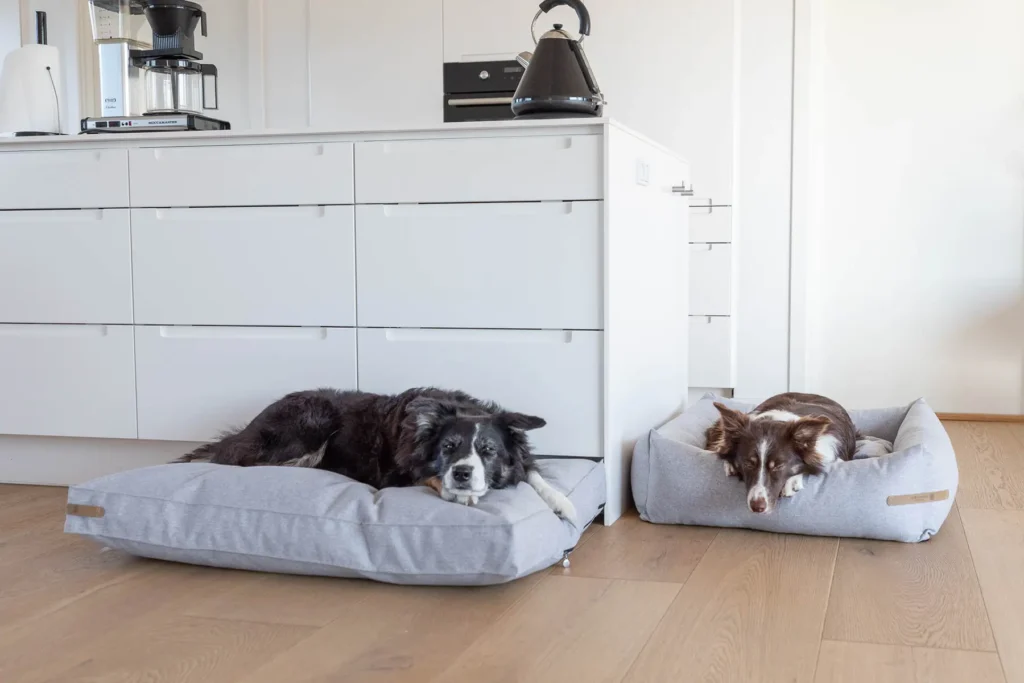 two dogs on grey cushions