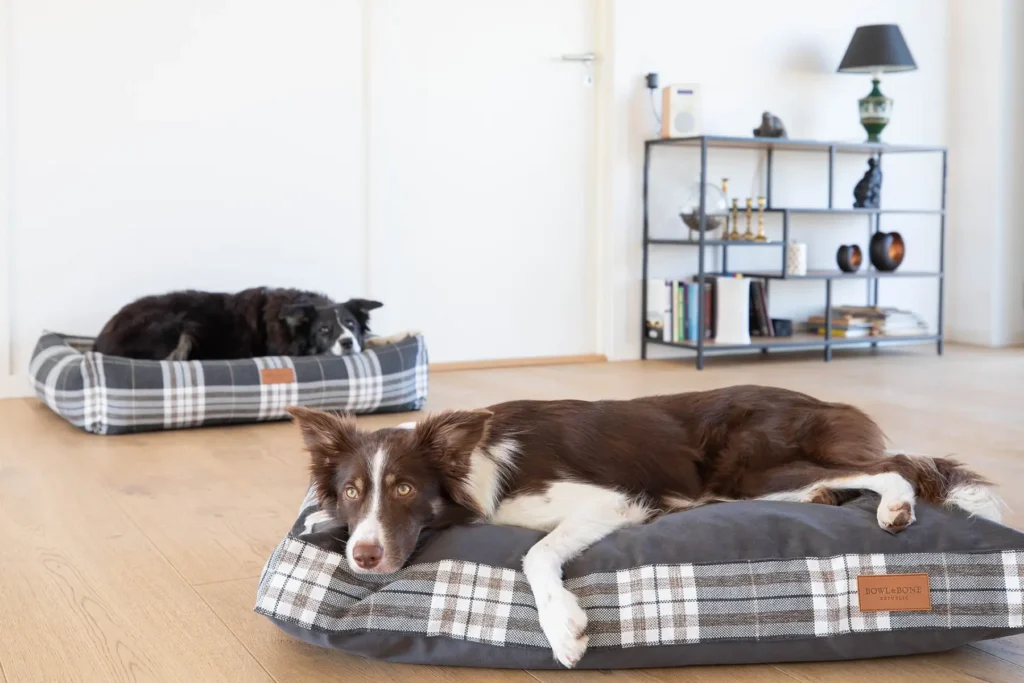 two dogs on grey cushions