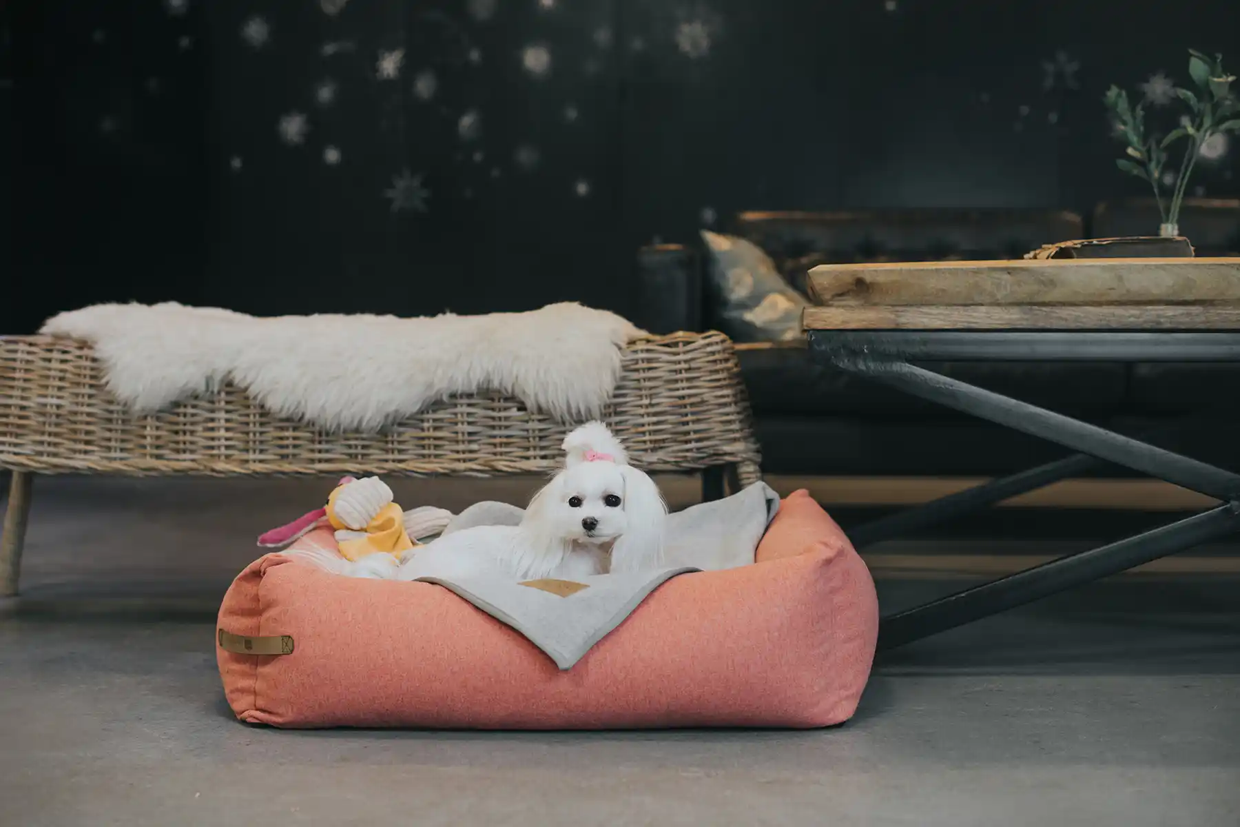 a dog sits on in the dog bed
