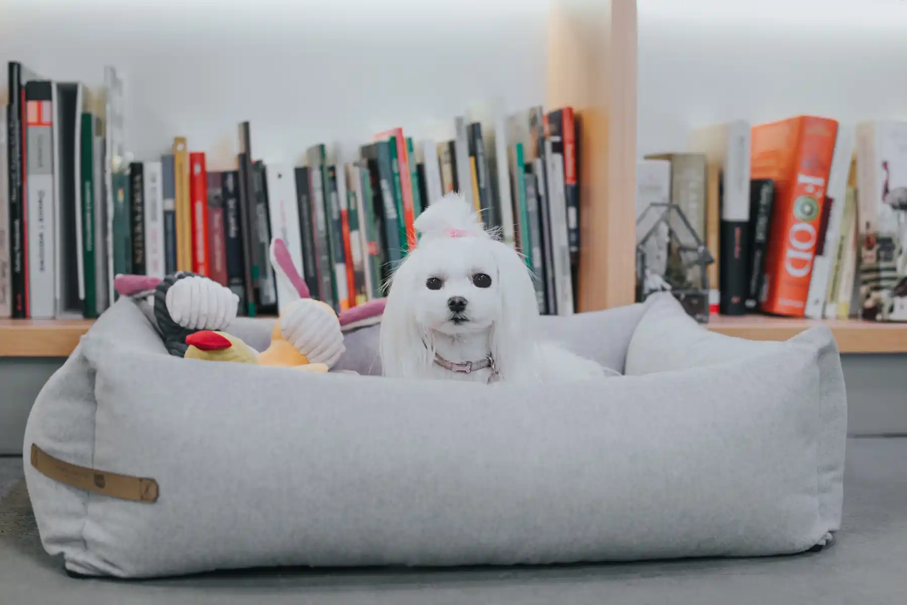 a small dog sits in the grey dog bed