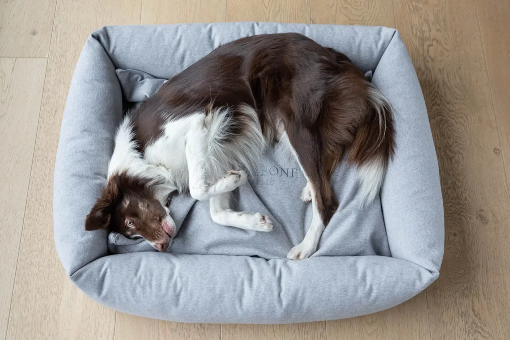 dog lying on the grey dog bed