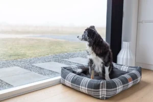 dog on the grey dog bed