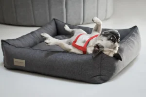 a dog in the graphite dog bed