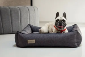 dog lying on the bed