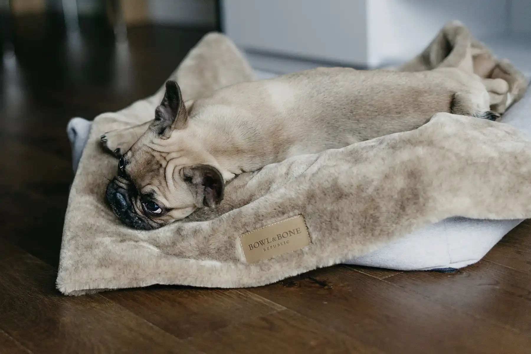 a small dog on the blanket lying
