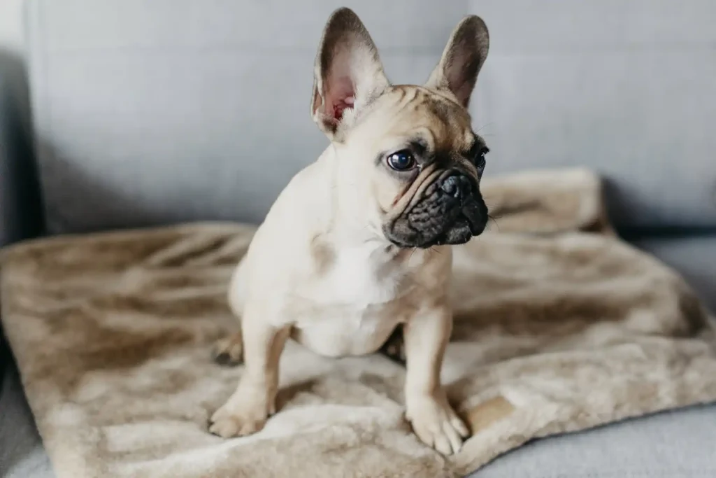 a small dog on the blanket