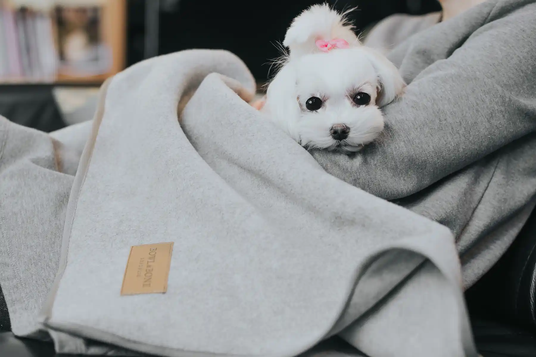 a small dog cuddles with his guardian wrapped in a grey blanket
