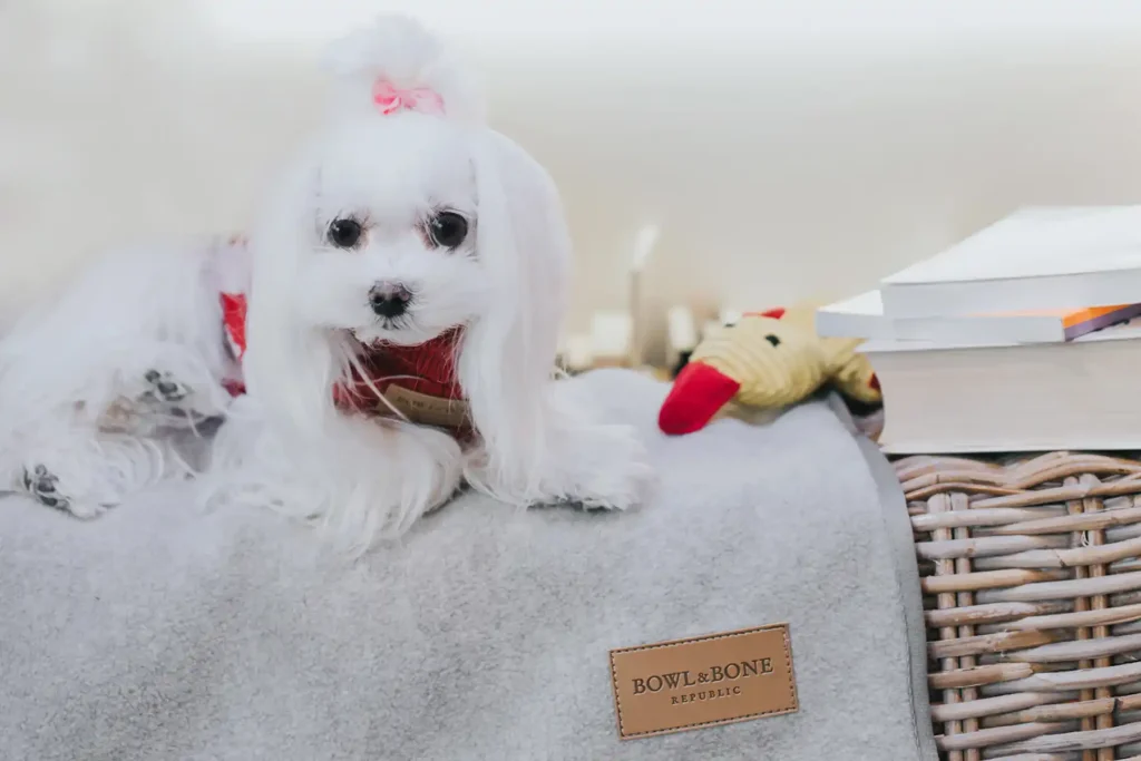 a small dog is on the grey blanket