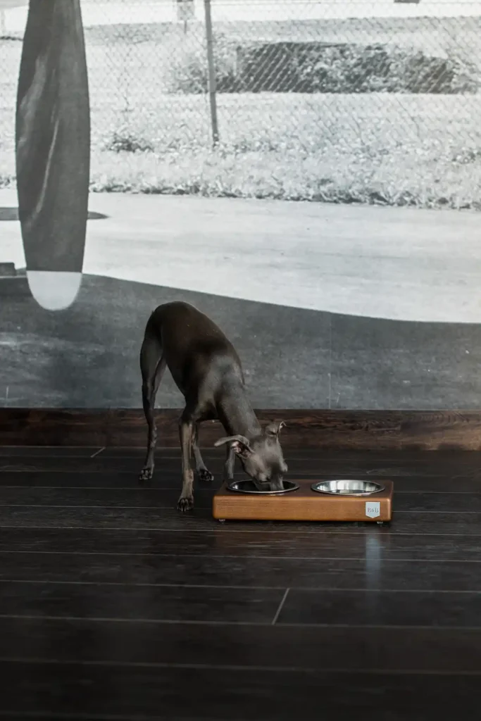 dog eats from the duo dog bowl