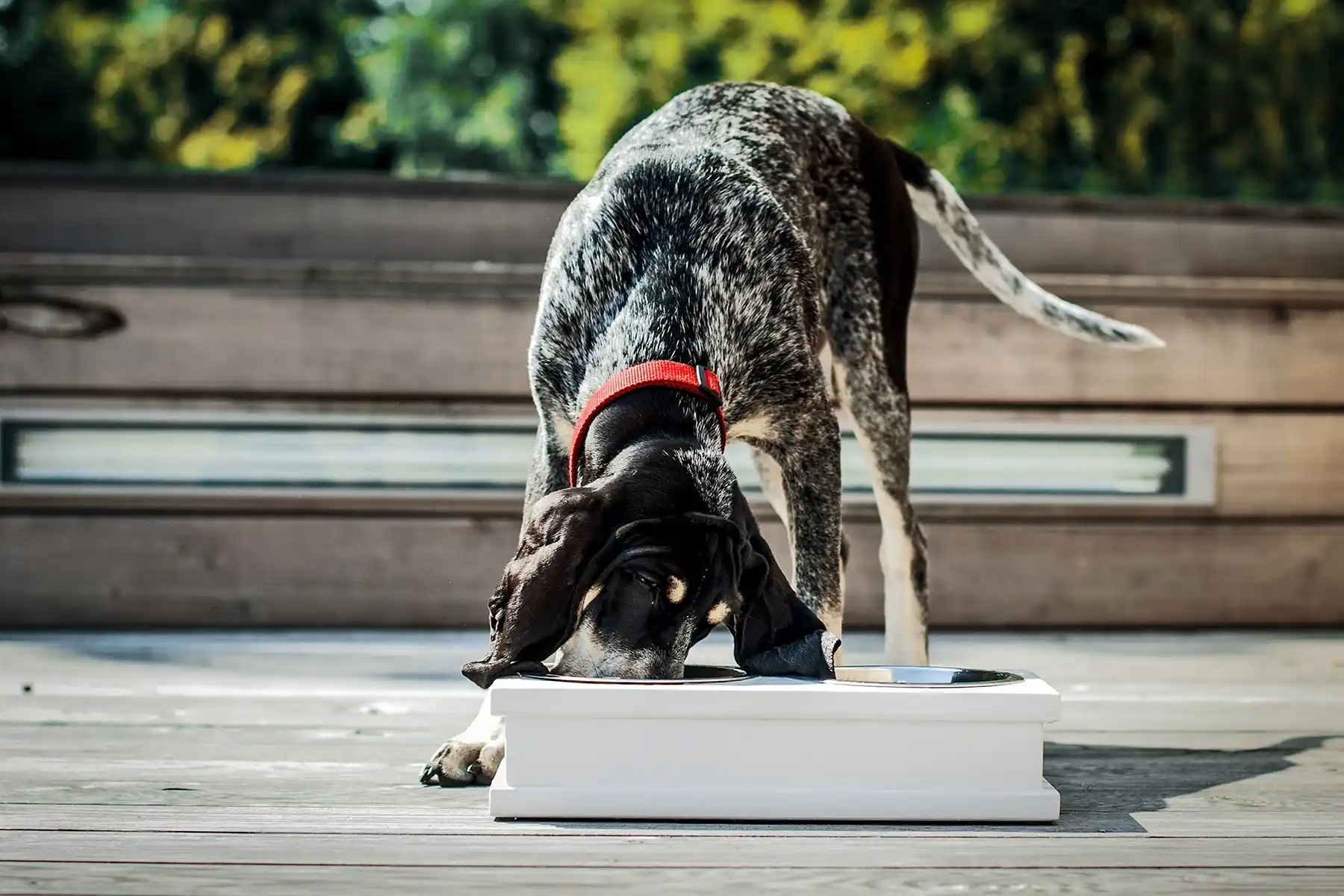 a dog eats from a white duo bowl