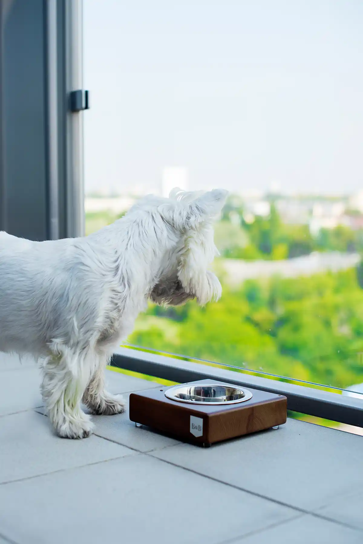 a dog stands by brown dog bowl