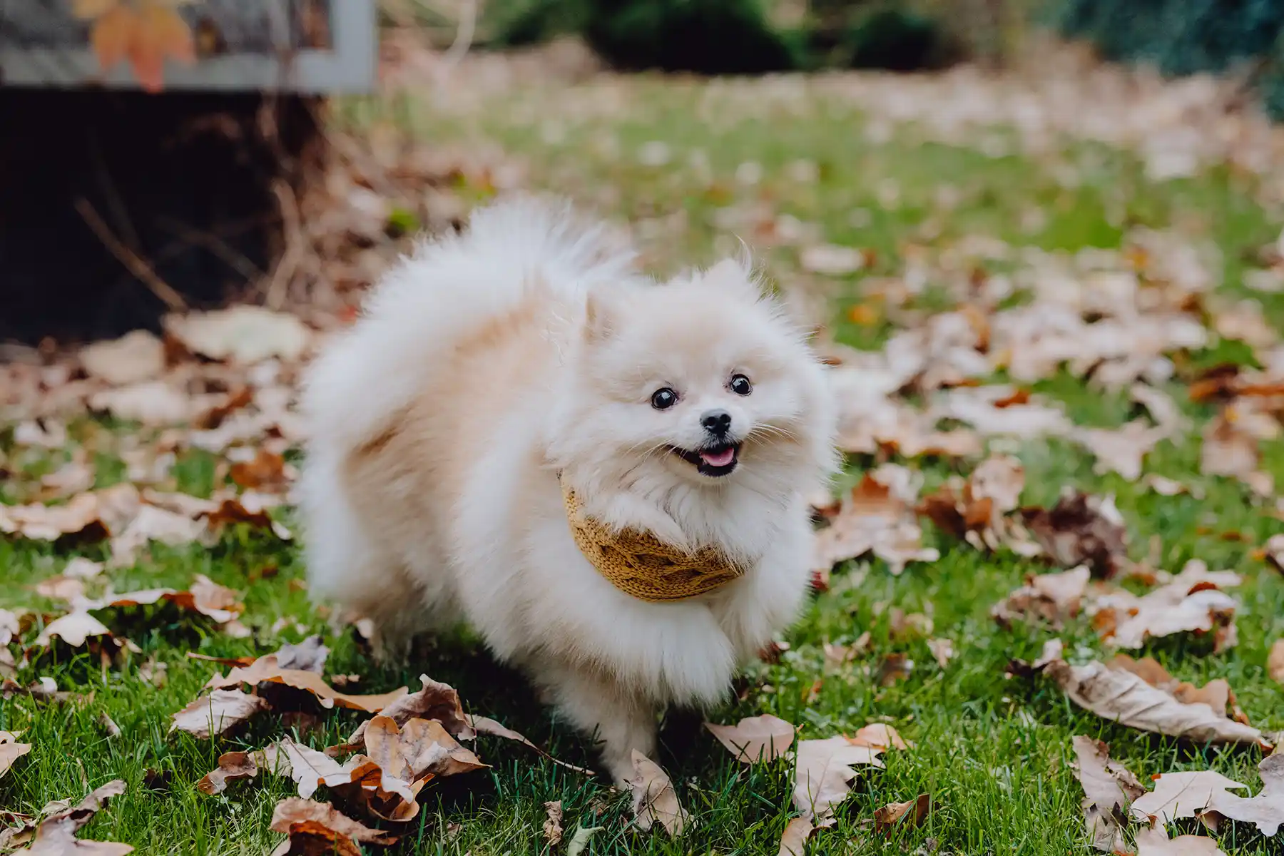 a small dog with a dog mustard scarf stands on the grass