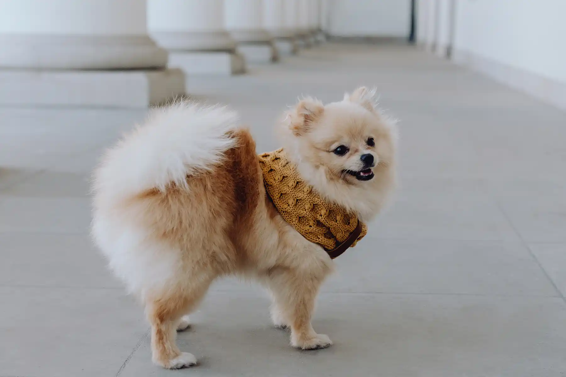 a samll dog with a mustard scarf stands on the floor