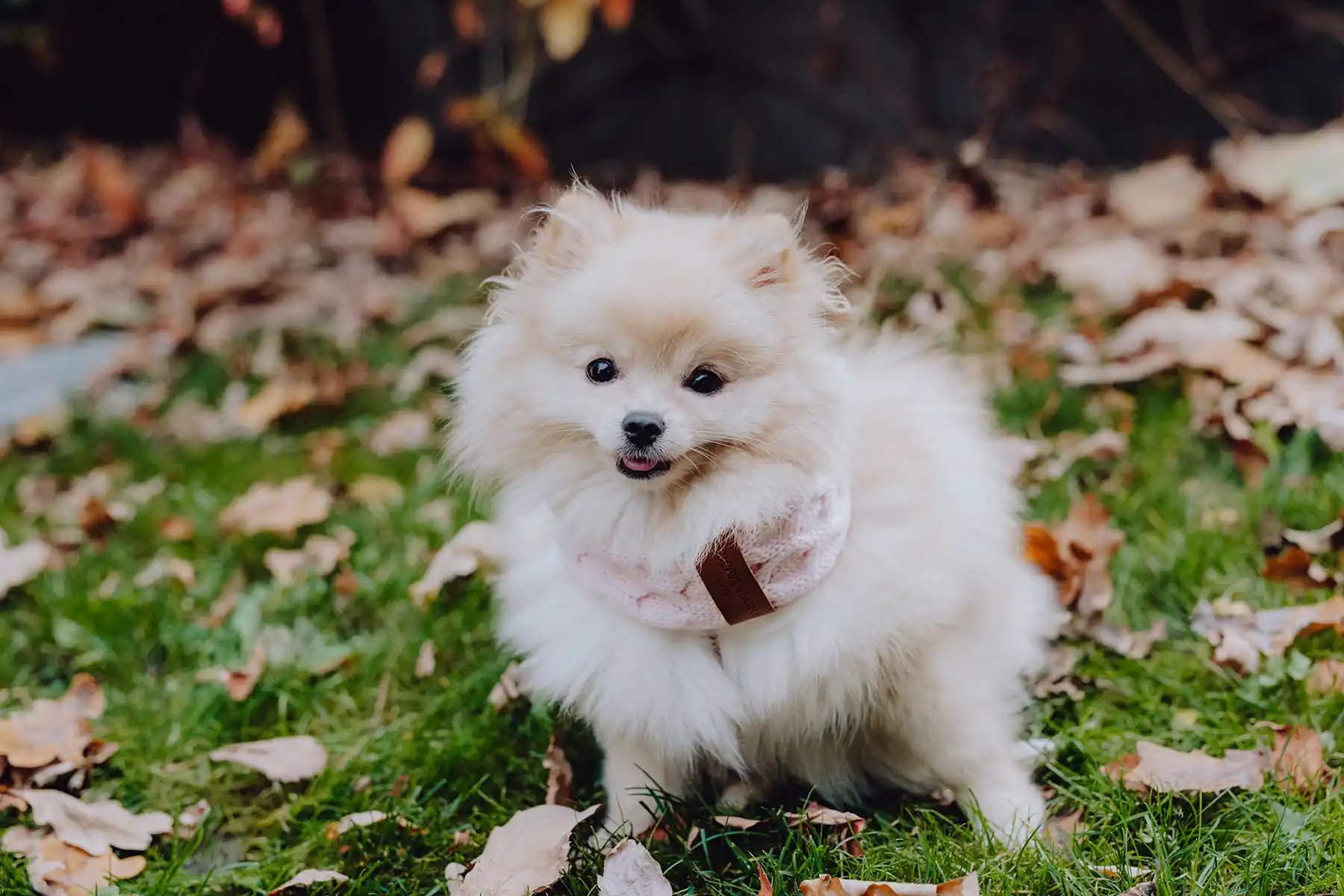 a samll dog with a pink scarf stands on the grass