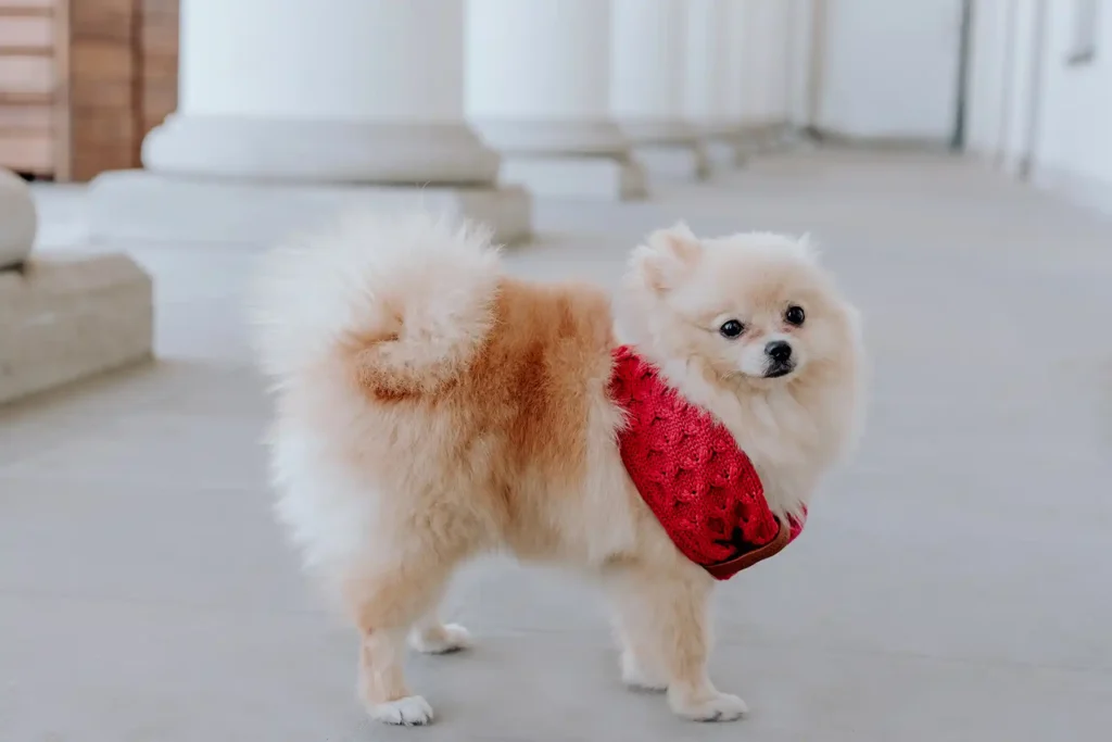 a samll dog with a red scarf stands on the floor