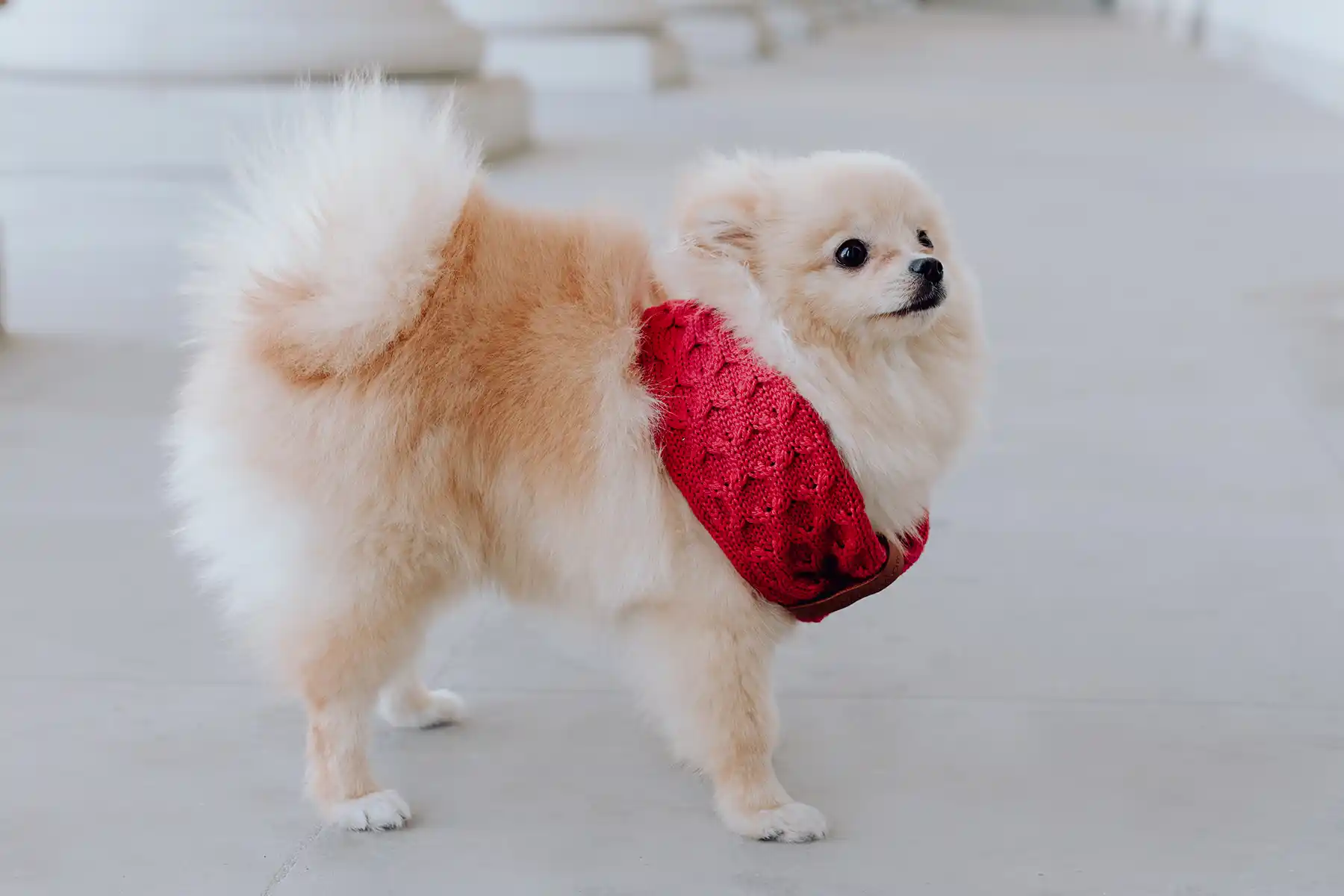 a samll dog with a red scarf stands on the floor