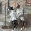 dogs with a brown and grey coats