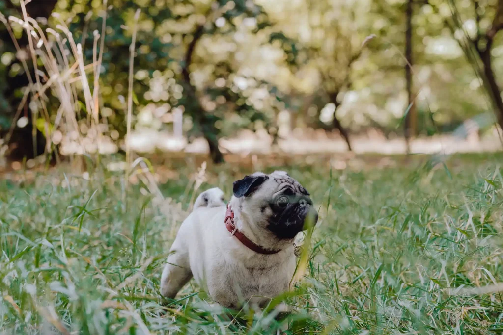 dog with a collar stands on the grass