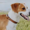 a dog with a collar