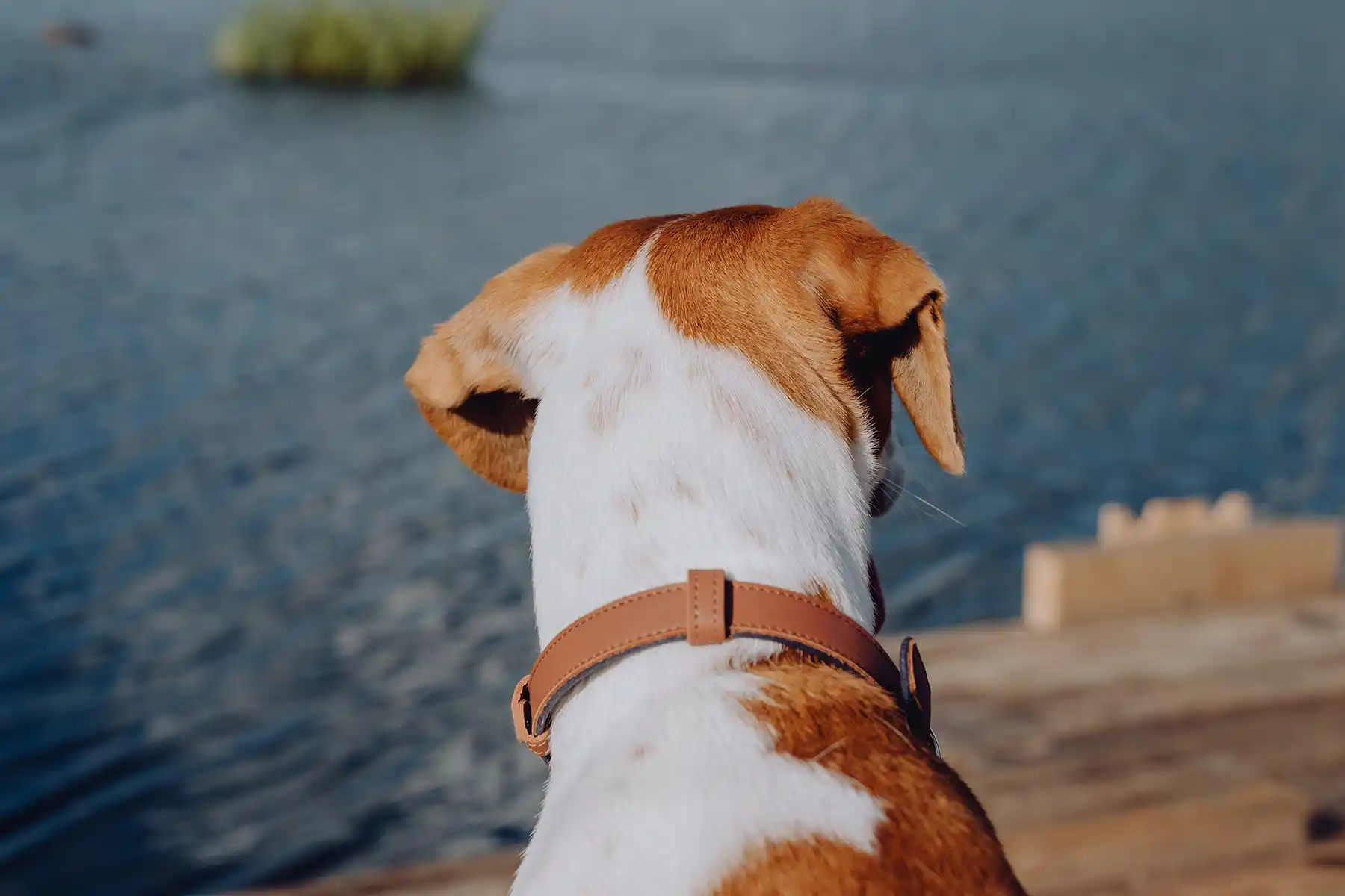 a dog with a collar