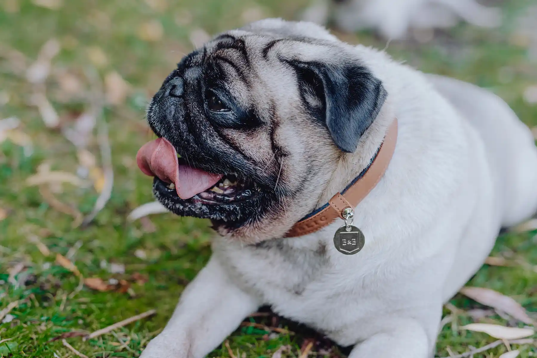 a dog with a brown collar lying on the grass