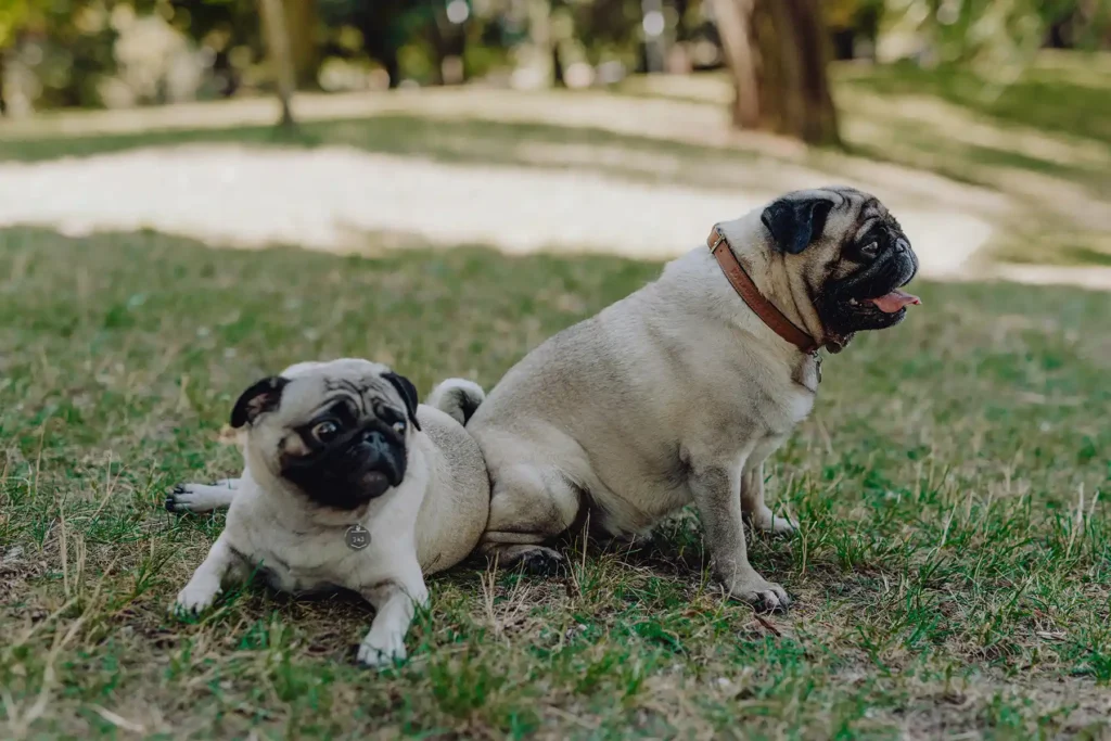 two dogs on the grass in the park