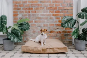 a big dog on the beige cushion
