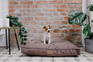 a big dog on the brown cushion