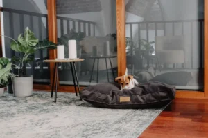 a small dog on the cushion