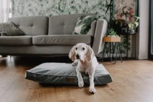 a big dog on the cushion